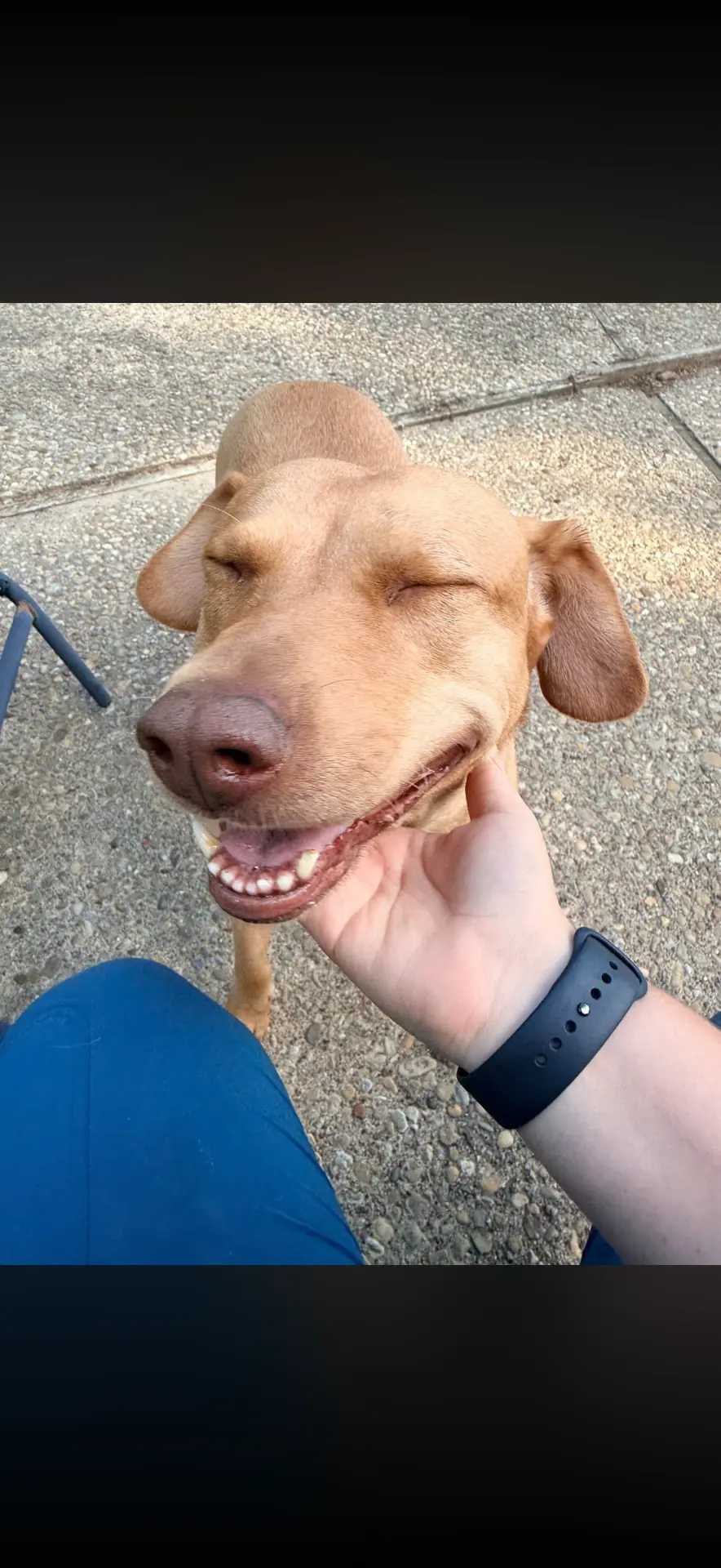 Smiling tan dog getting chin scratches on a walk