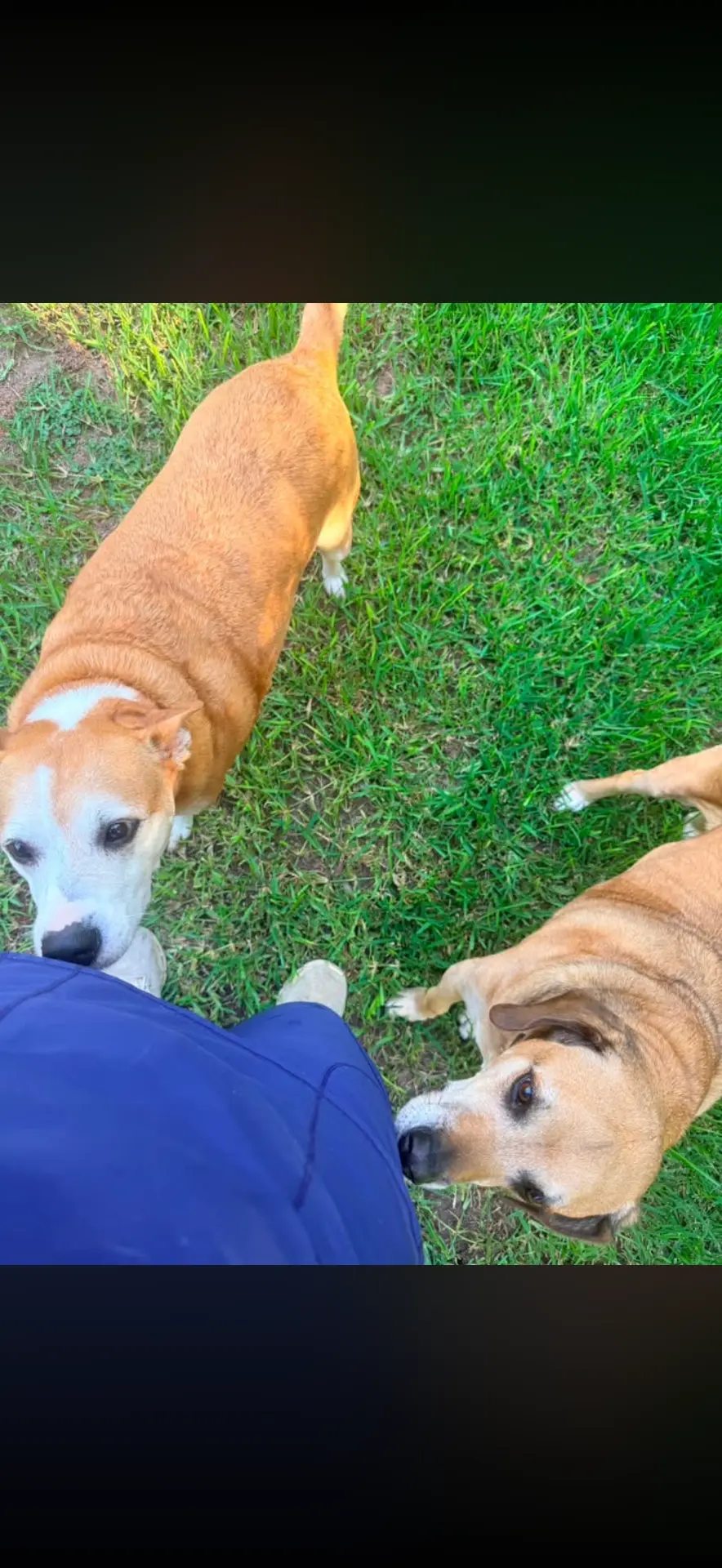Two tan dogs looking up during a backyard visit