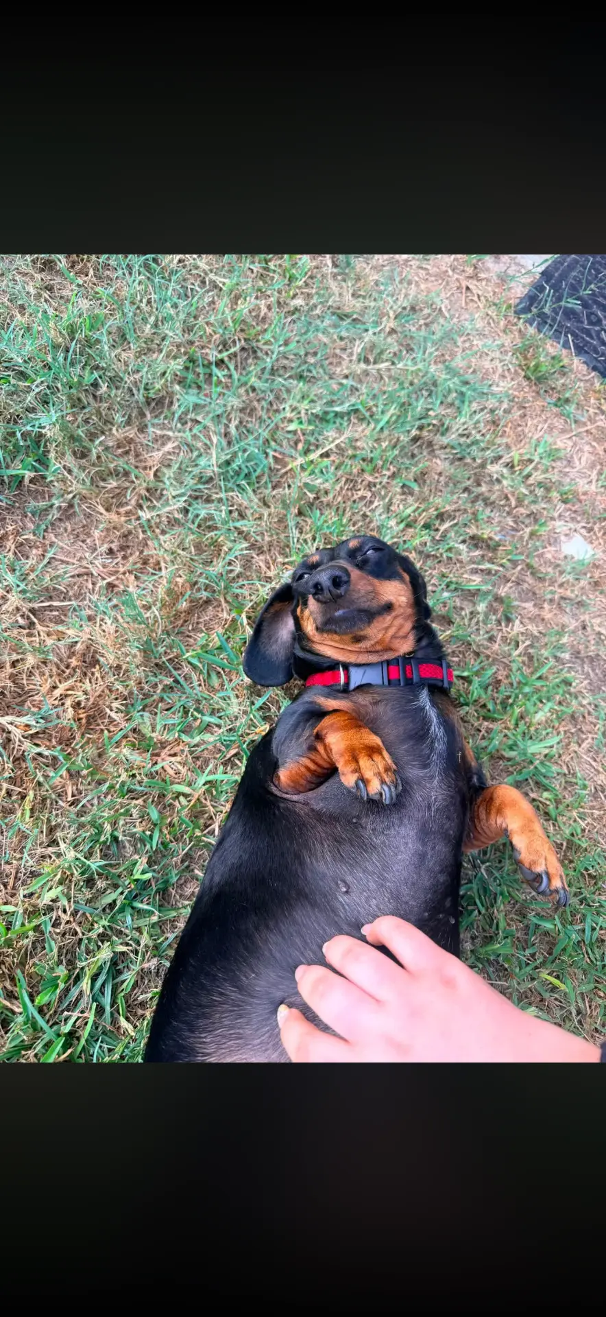 Dachshund enjoying a belly rub in the grass