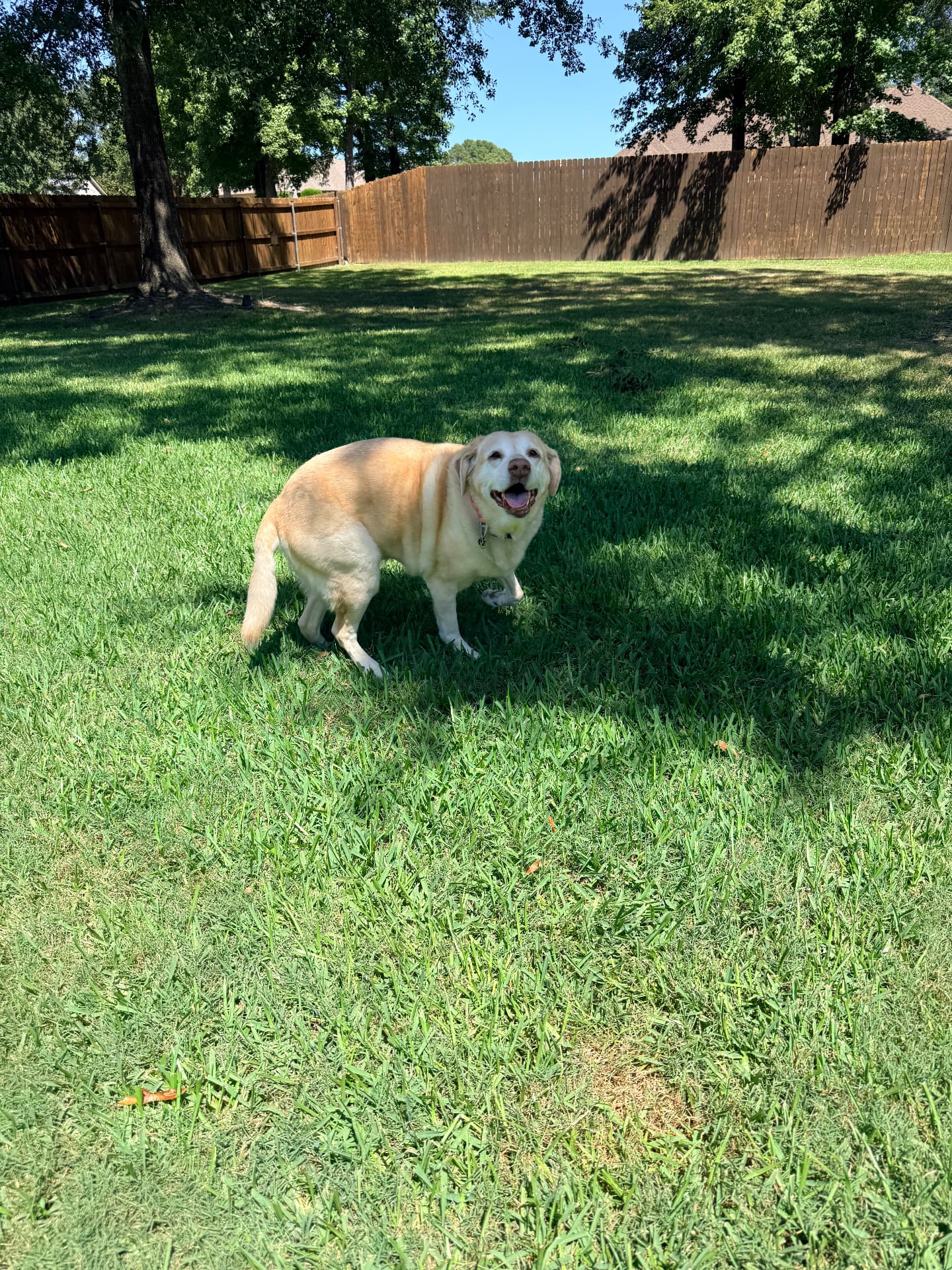 Senior yellow Labrador in a sunny backyard