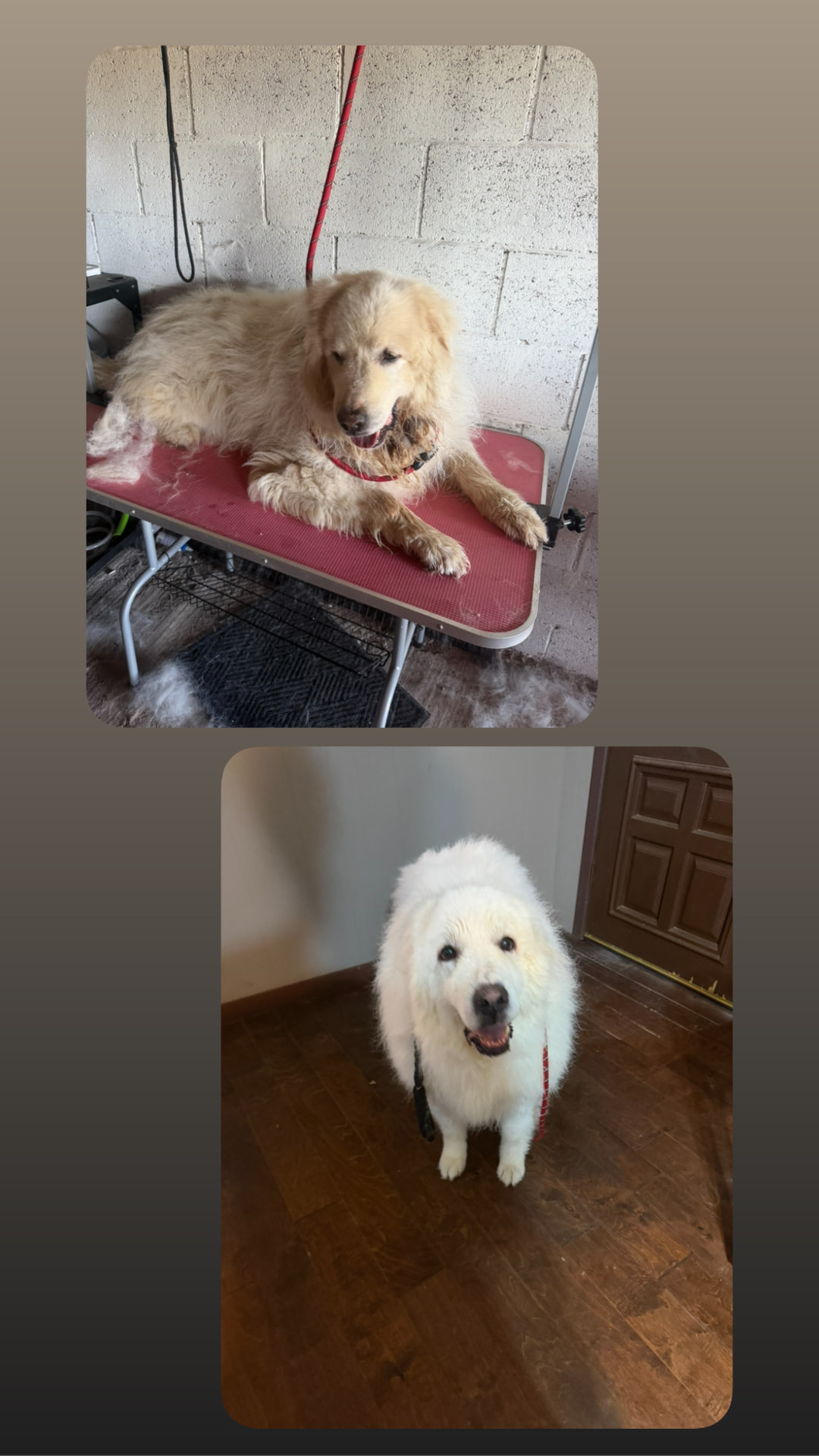 Grooming 1