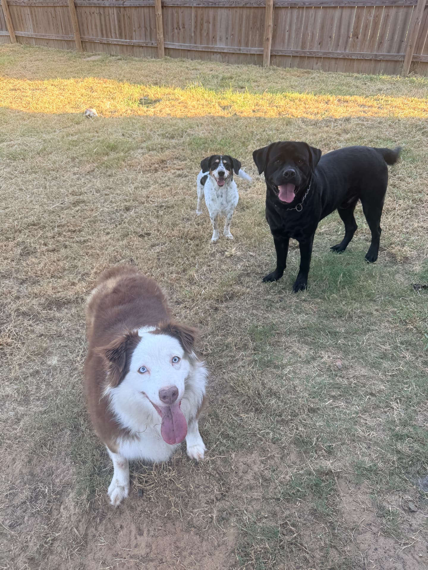 Three dogs playing in a fenced yard