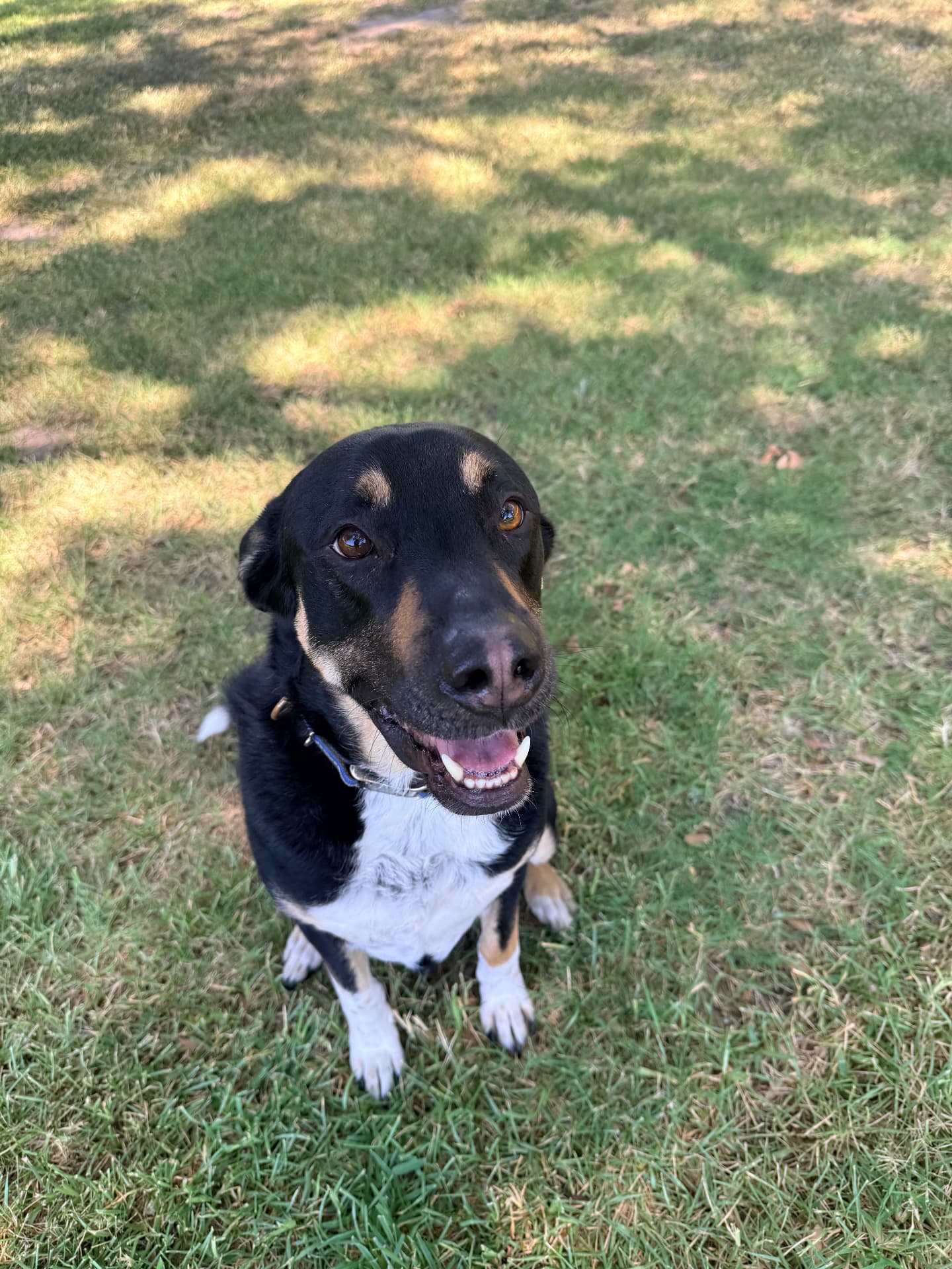 Black and tan dog sitting in the shade