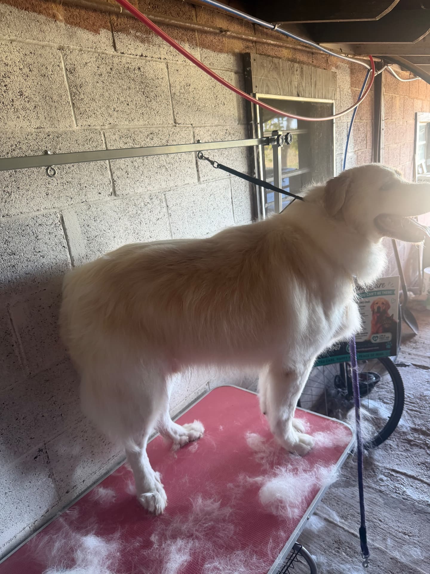 Grooming 2
