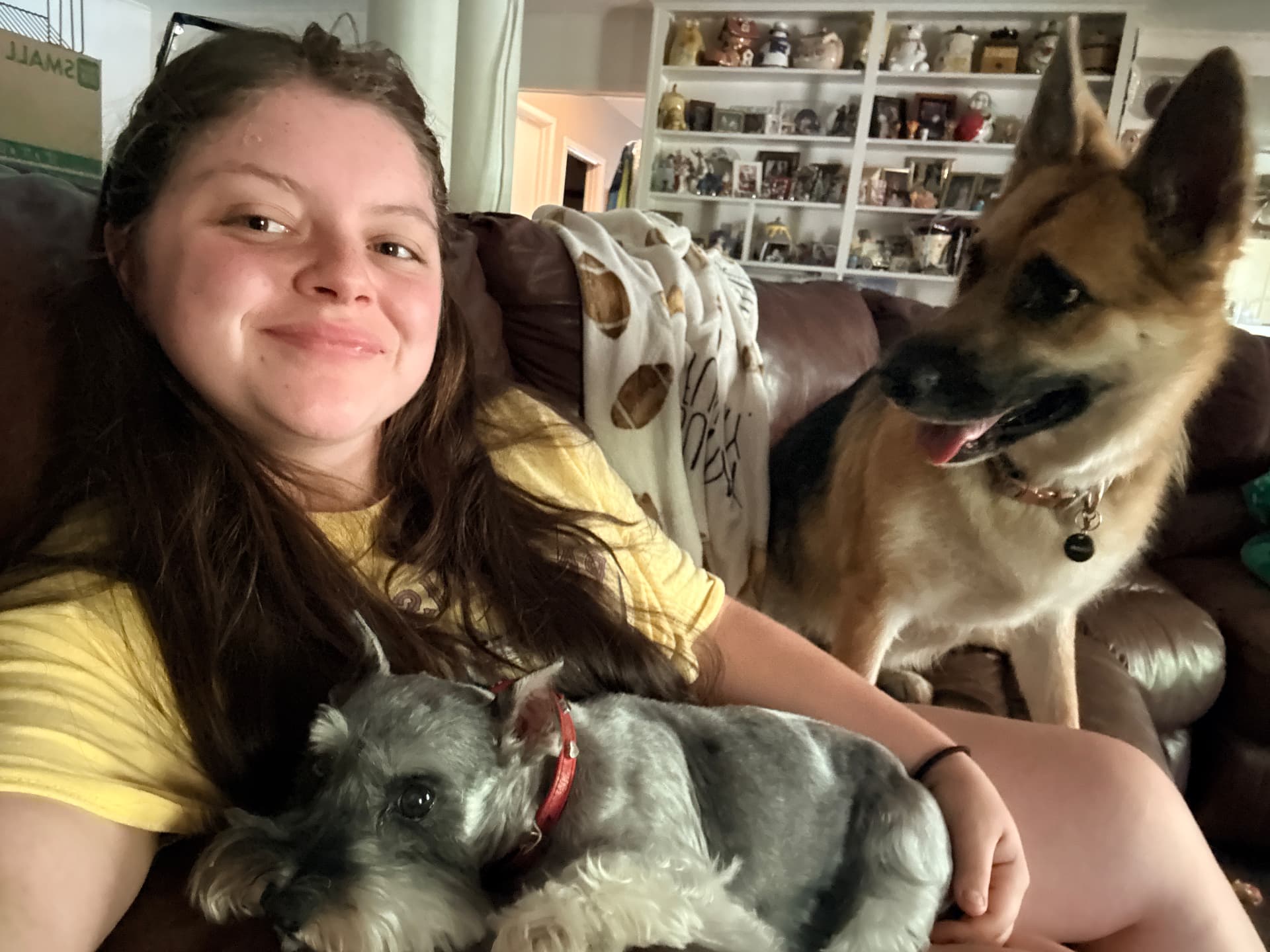 Cassidy with a schnauzer and a German shepherd on the couch