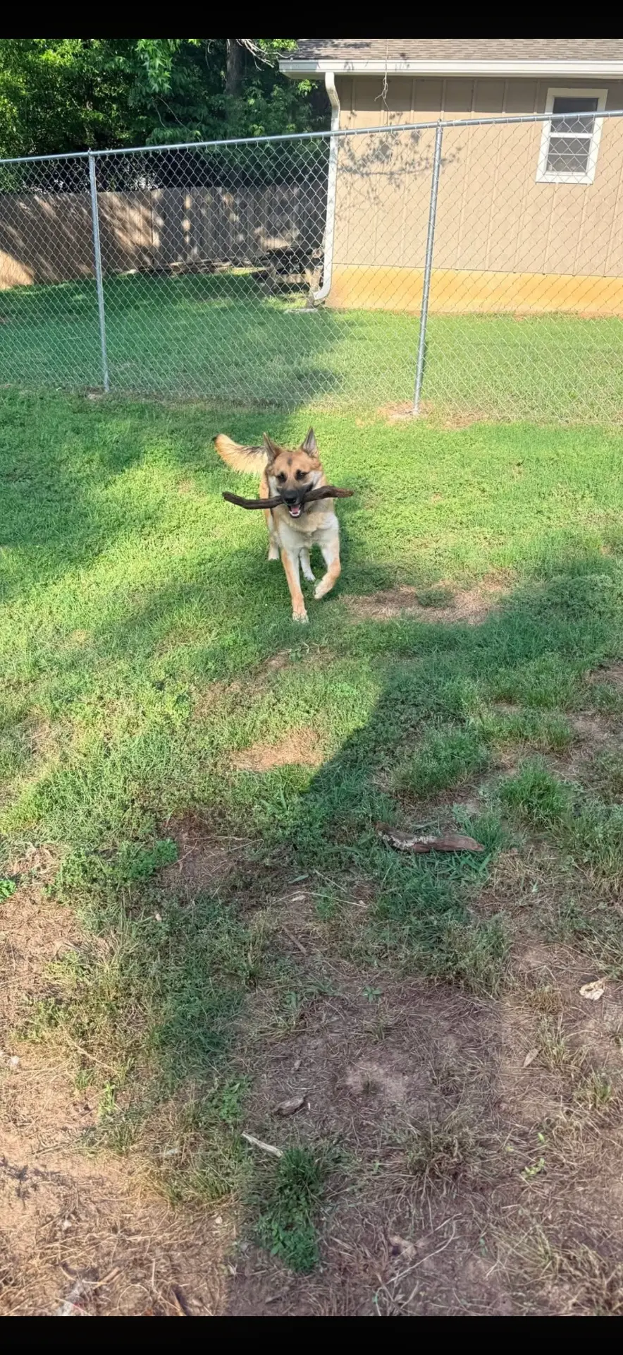 German shepherd running with a stick in a fenced yard