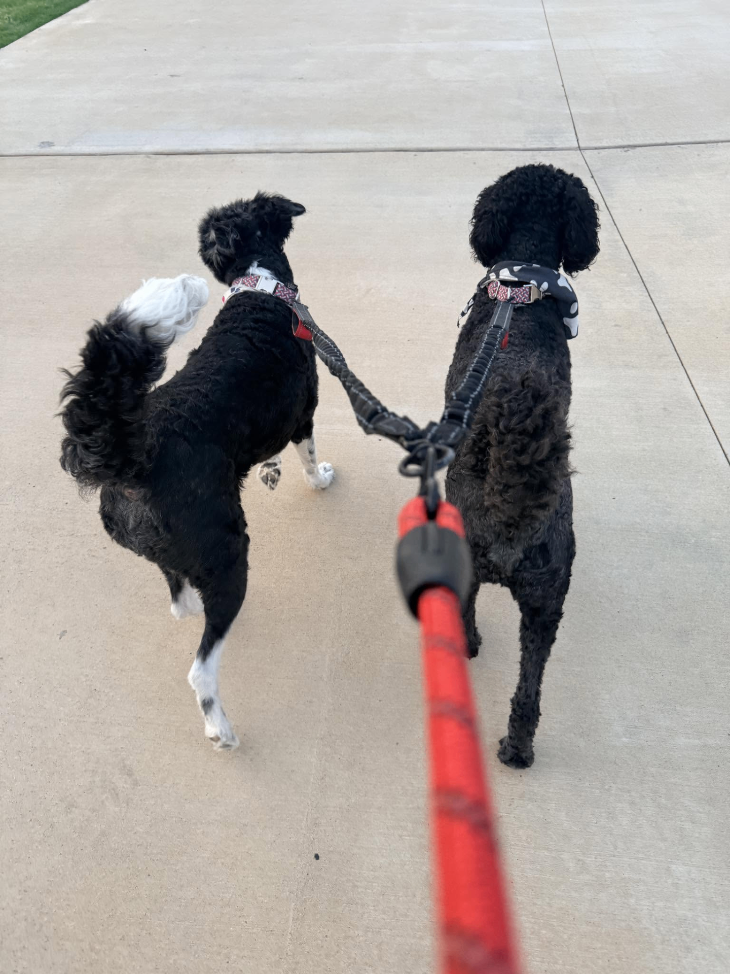 Dog Walking & Drop-Ins