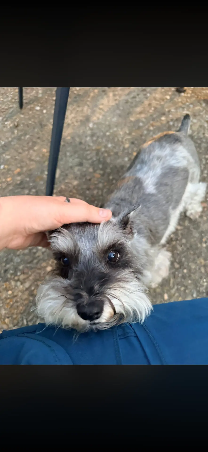 Miniature schnauzer resting its chin on Cassidy's knee