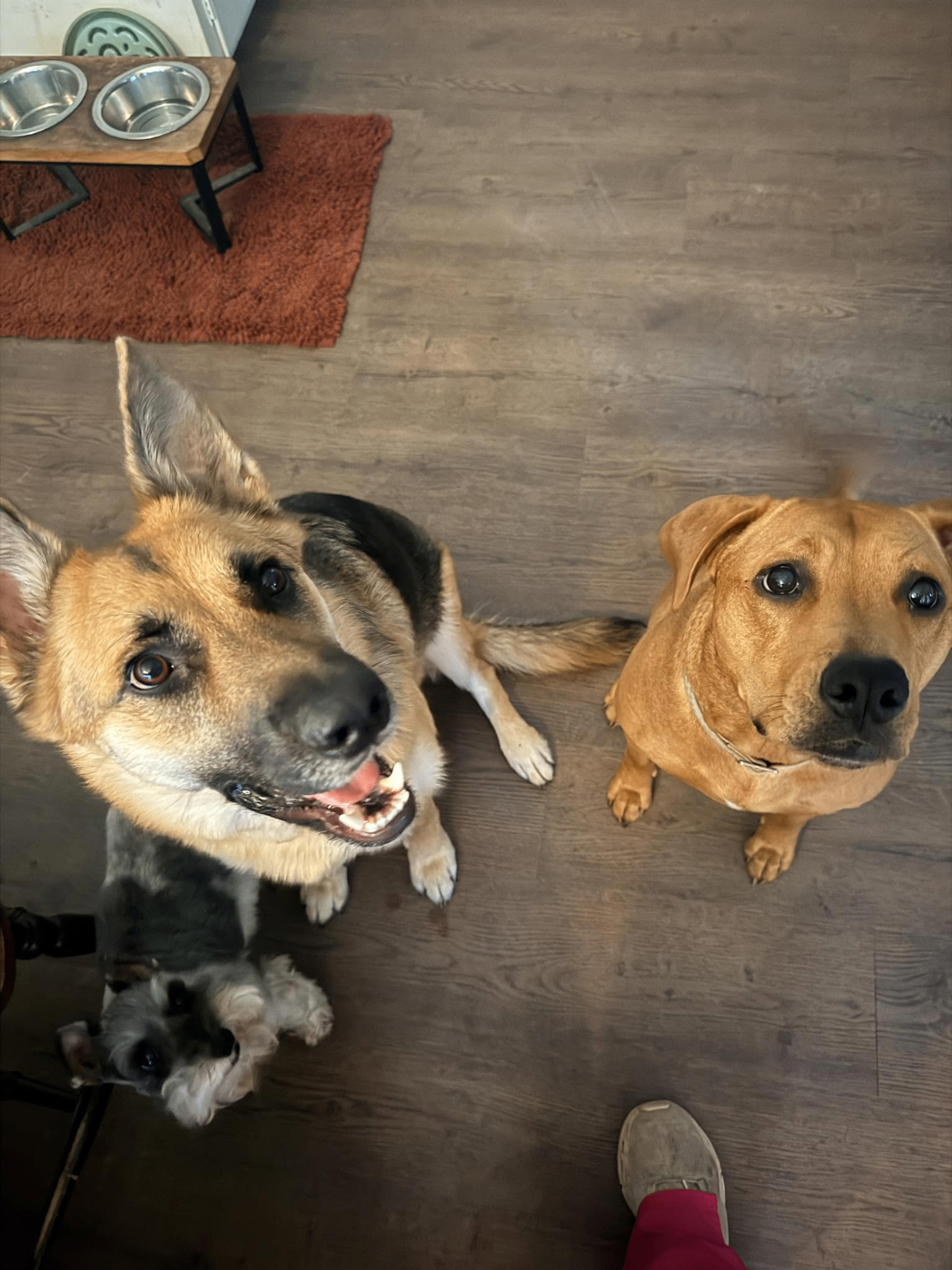 Pet & House Sitting