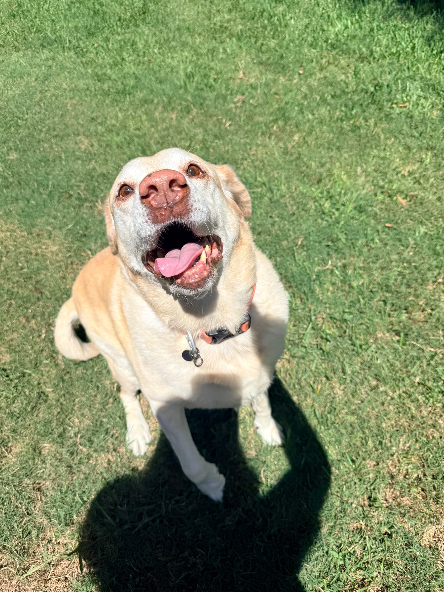 Yellow Labrador smiling in the grass